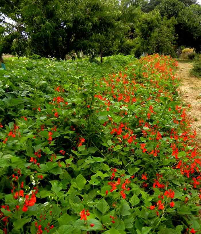 Scarlet Runner Beans adorn a pathway at the UCSC Agroecology farm