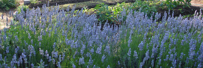 A bed of lavender on the border of the garden, grown in the manner of Alan Chadwick