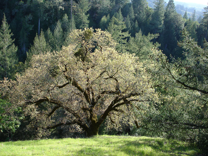 Spreading Oak Tree near the coast of Northern California