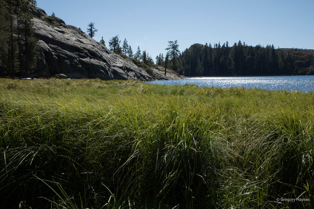 Riparian grasses at Blue Lake