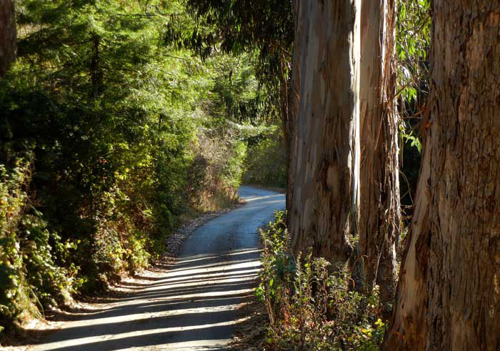 The access road into the Zen Center facility at Green Gulch Farm, lined with eucalypus trees