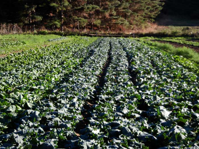 A dense planting of brassicas on the farm at Green Gulch