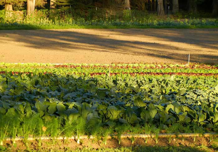 The lower fields at Green Gulch Farm in the declining afternoon sun