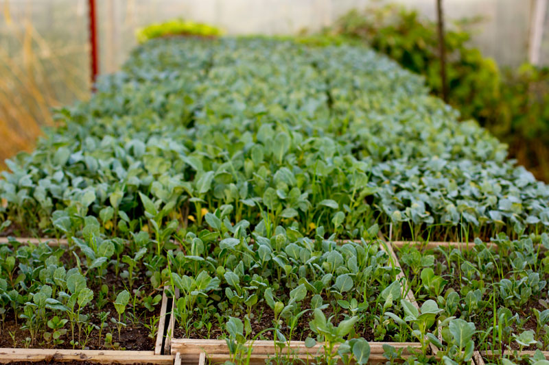 Brassicas in the Greenhouse at Green Gulch Farm