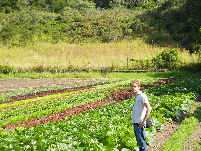 Vegetables growing in the farm fields at Green Gulch