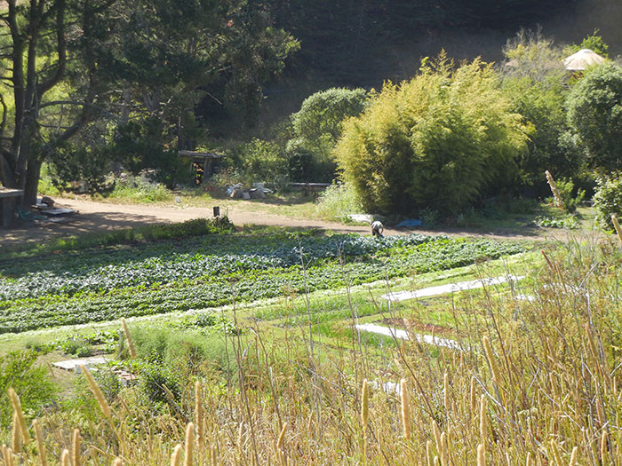 Farm fields at Green Gulch taken from the site of Alan Chadwick's Tomb