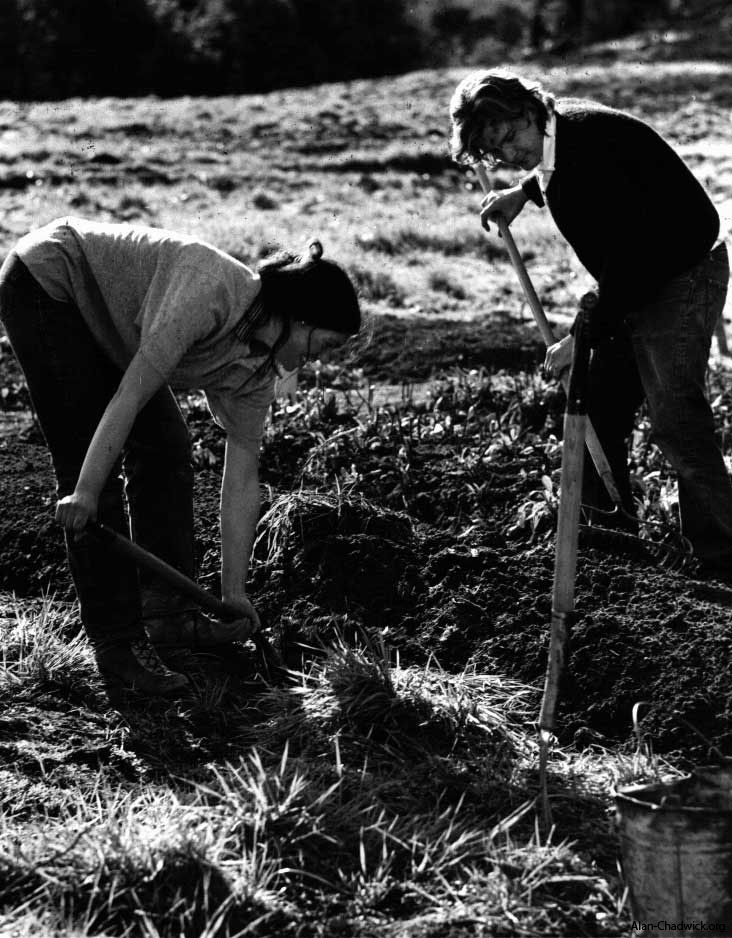 Cultivating the soil in the Saratoga Community Garden