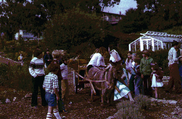 Saratoga Community Garden, flower boarders in the style of Alan Chadwick, with greenhouse