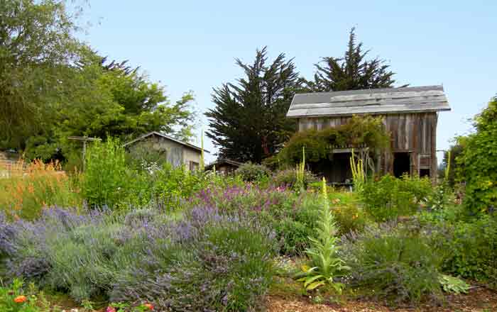 The slaughterhouse at the UCSC Agroecology Program farm