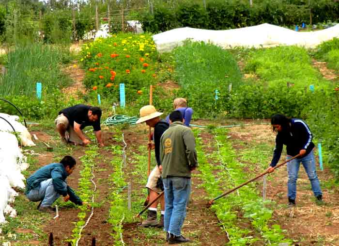 Volunteers working at the UCSC Agroecology farm project in Santa Cruz, California