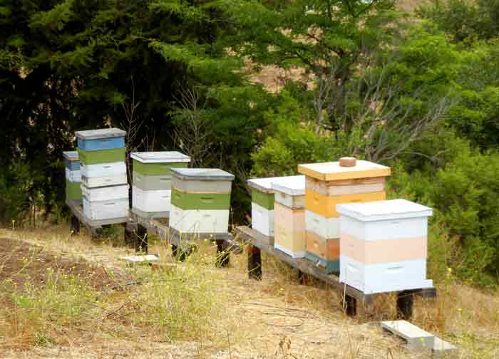Bee hives located at the UCSC Agroecology Program farm in Santa Cruz