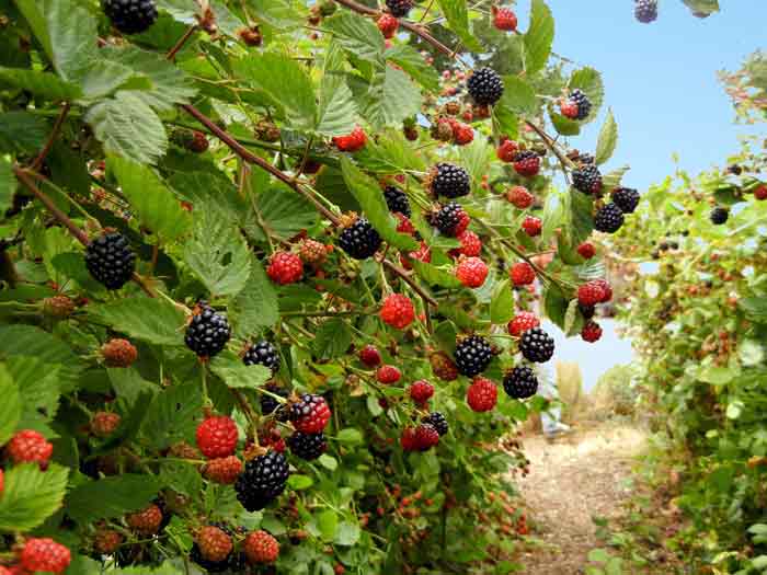 Thornless blackberries growing profusely on the University of California at Santa Cruz Agroecology Program farm