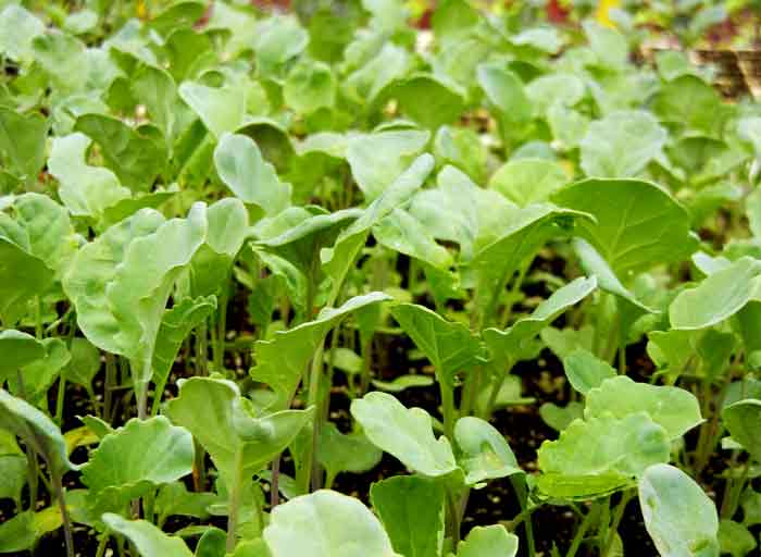 Young brassica plants ready to be planted out in the fields of the UCSC Agroecology Program