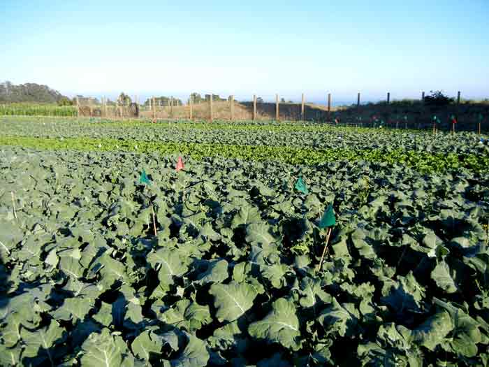 A vast field of broccoli planted at the UCSC Agroecology Program farm in Santa Cruz, California