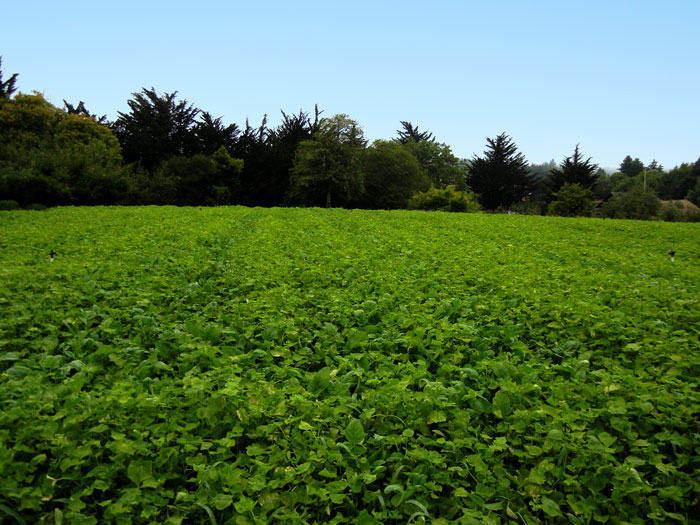 A cover crop of buckwheat growing on the farm at the UCSC Agroecology Program
