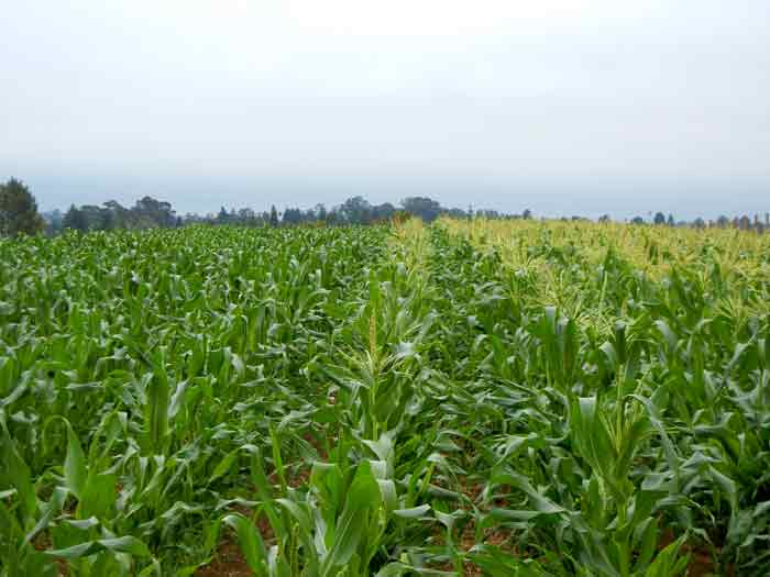 A corn field at the UCSC Agroecology Program farm in Santa Cruz