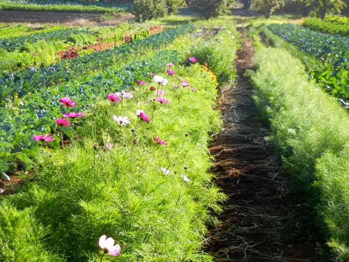 A few flower beds add grace to the fields at the UCSC Agroecology Program farm in Santa Cruz