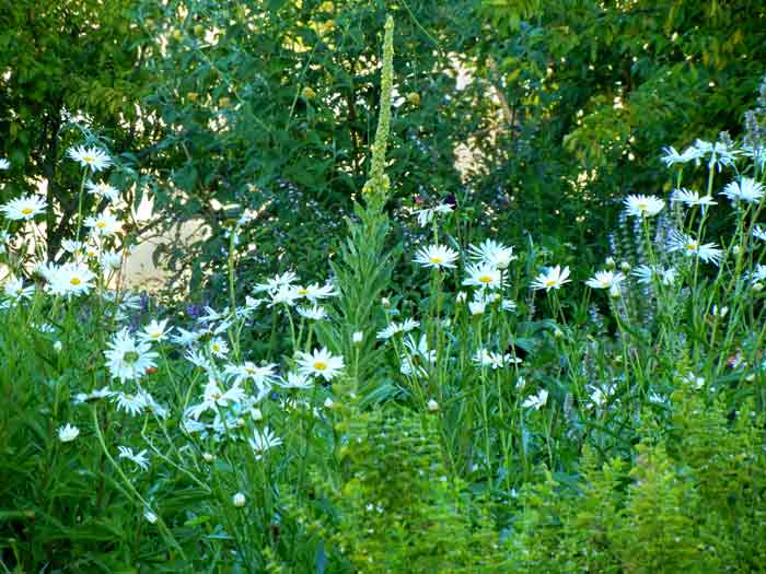 An ornimental planting of shasta daisies on the farm at the UCSC Agroecology Program