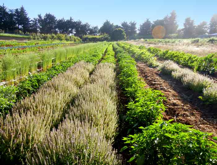 Long beds of various crops stretch to infinity at the UCSC Agroecology Farm Program