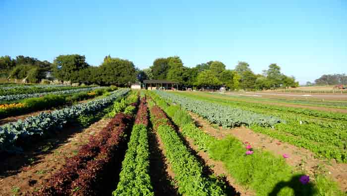 Vegetable beds growing on the farm of the UCSC Agroecology Program