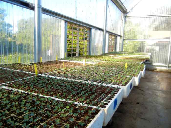 Propagation in progress at the UCSC Agroecology Program farm