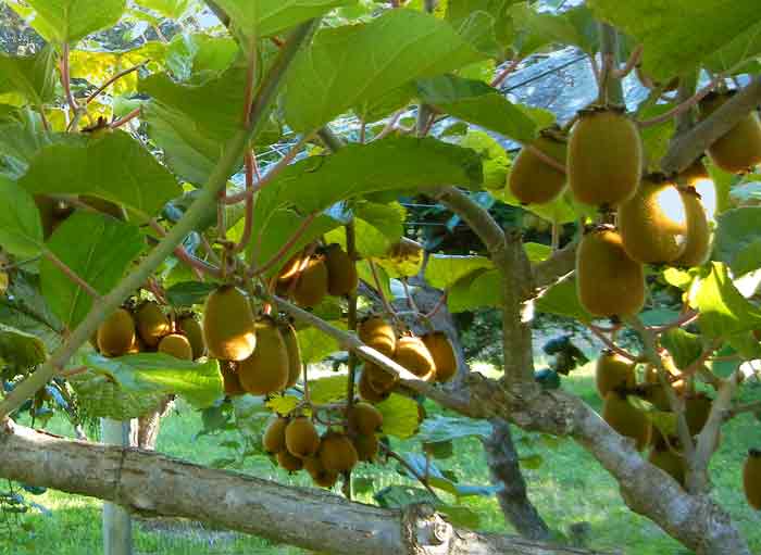 Kiwi vines growing at the Agroecology Program farm at the University of California at Santa Cruz in July, 2012