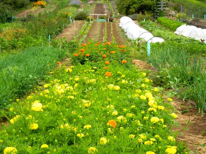 The bright colors of marigolds grace the fields of the farm