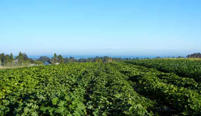 Monterey Bay in the distance beyond vegetable fields at the farm of the UCSC Agroecology Program
