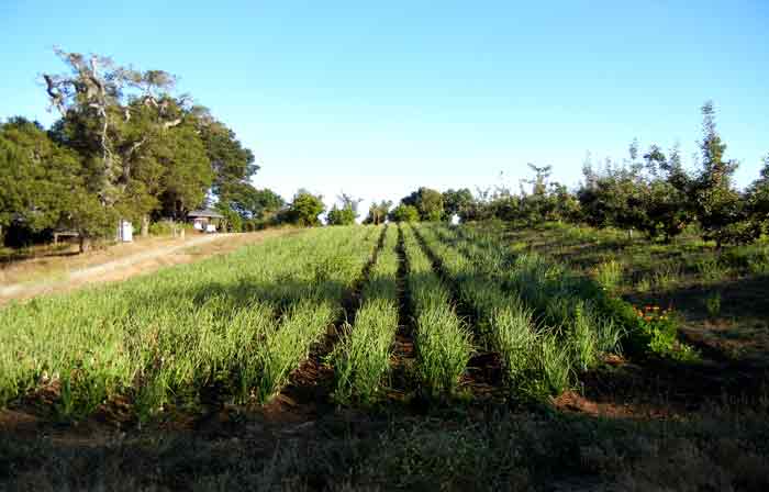 A field of onions growing on the farm of the UCSC Agroecology Program