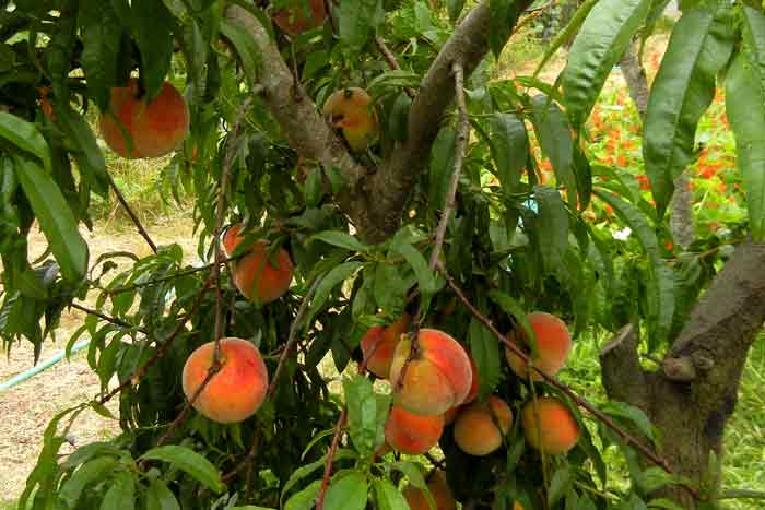 Lucious peaches hanging from the boughs on the farm at UCSC Agroecology Program farm
