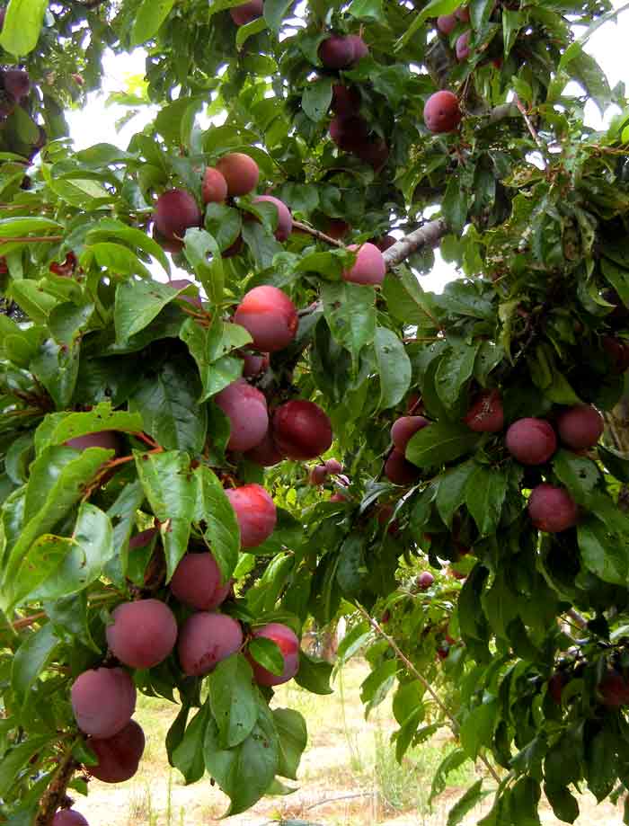 Plum trees full of nearly ripened fruit on the UC Santa Cruz farm operated by the Agroecology Program