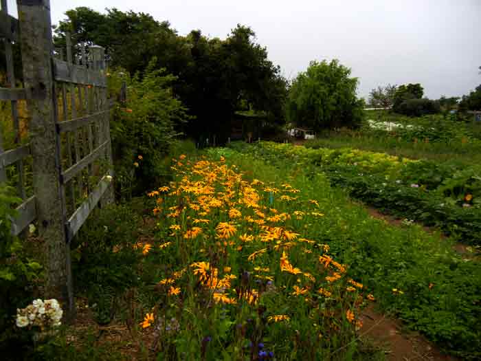 A pleasant little bed of Rudbeckia growing along side of a walkway at the farm of the UCSC Agroecolgy Program