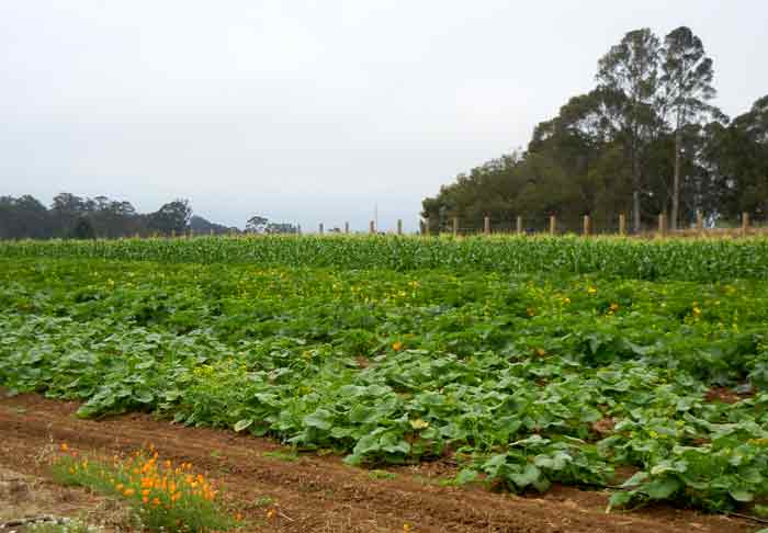 Squash and corn growing side by side at the UCSC Agroecology Program farm in Santa Cruz