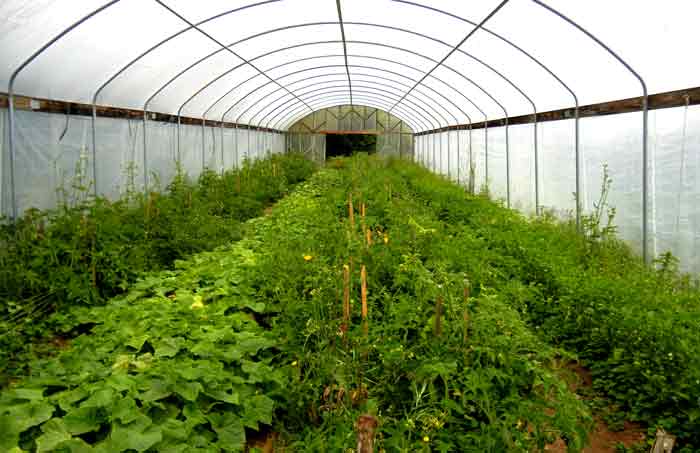 Tomatoes growing within the protection of a greenhouse at the UCSC Agroecology Program farm
