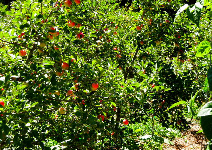 Apple Trees in the Alan Chadwick Main Garden