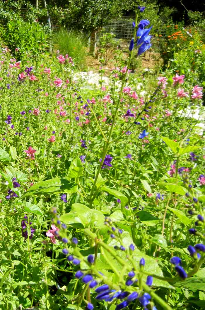 A floral scene in the Alan Chadwick Garden