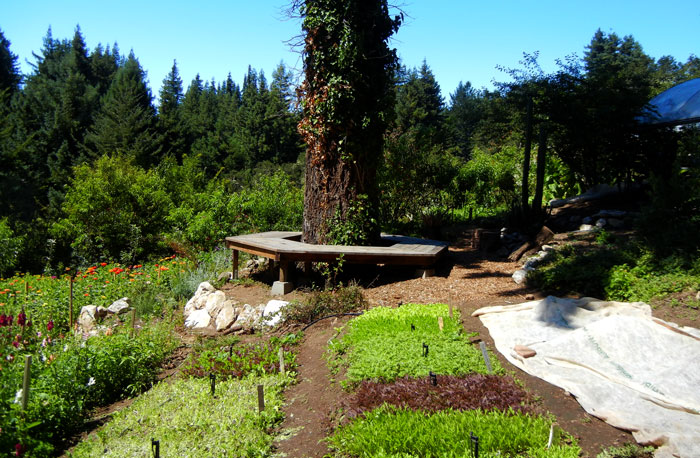 View of the nursery area in the Alan Chadwick Garden