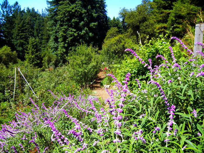 The path in the main garden of the UCSC Alan Chadwick Garden