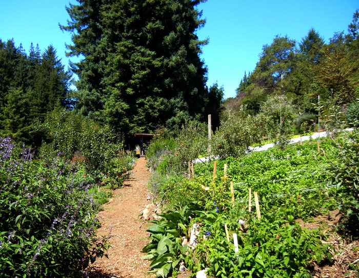 Another view down the path of the main garden in the Alan Chadwick UCSC garden