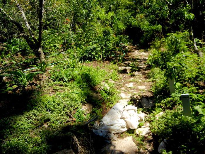 The old stone path of the herbacious border in the Alan Chadwick Garden