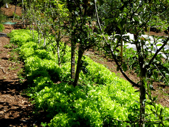 Fruit trees planted in the beds of the Alan Chadwick Garden