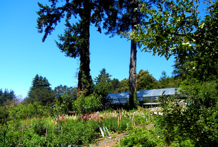 Another view of the nursery area in the Alan Chadwick Garden