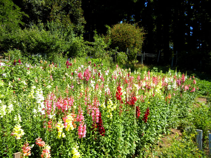 Snapdragons in the Alan Chadwick Garden at UCSC