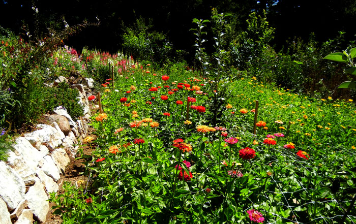 Zinnias in the Alan Chadwick Garden at UCSC