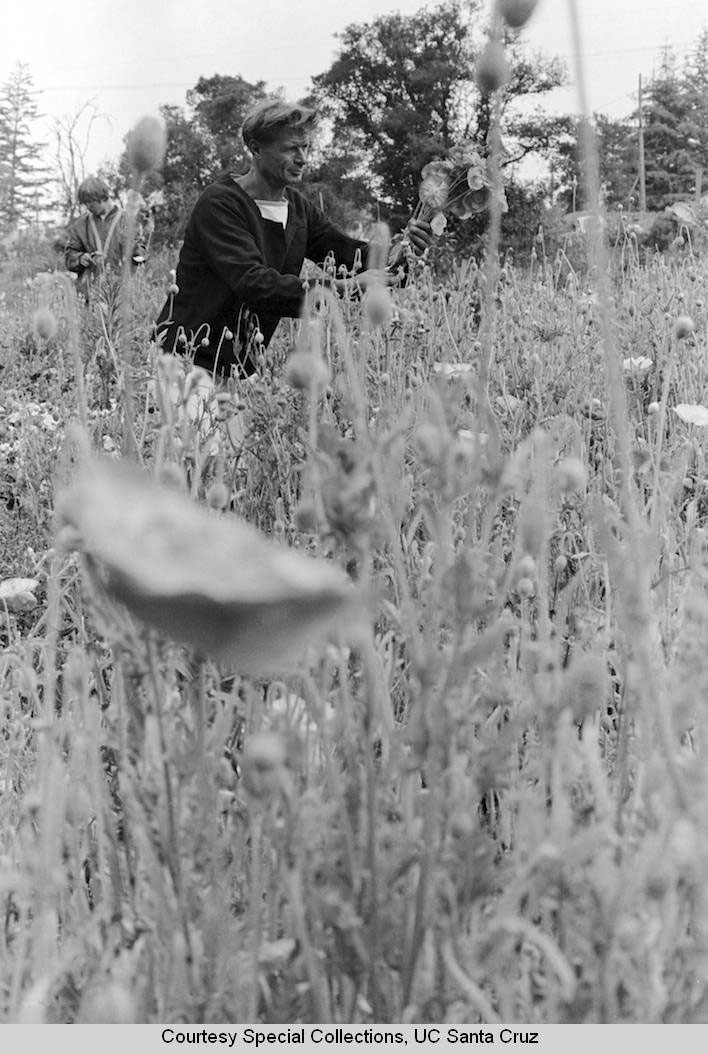 Alan Chadwick cutting Shirley Poppies