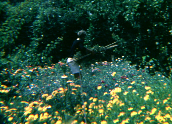 Alan Chadwick with carnations in Santa Cruz