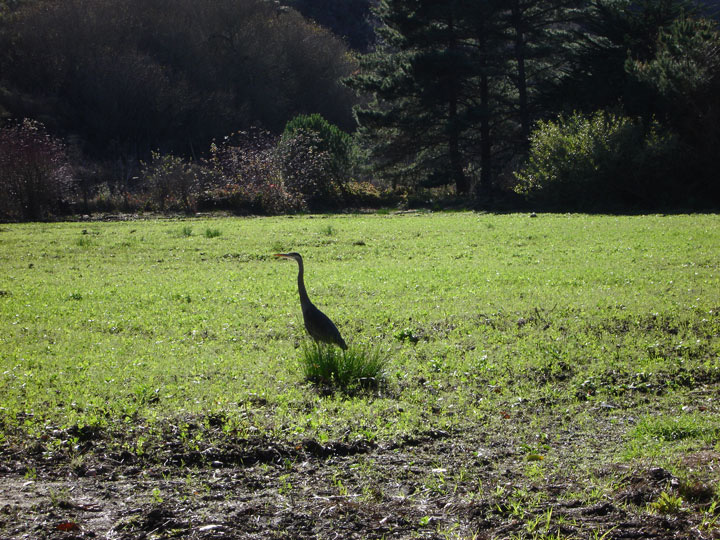 The fields at Green Gulch Farm