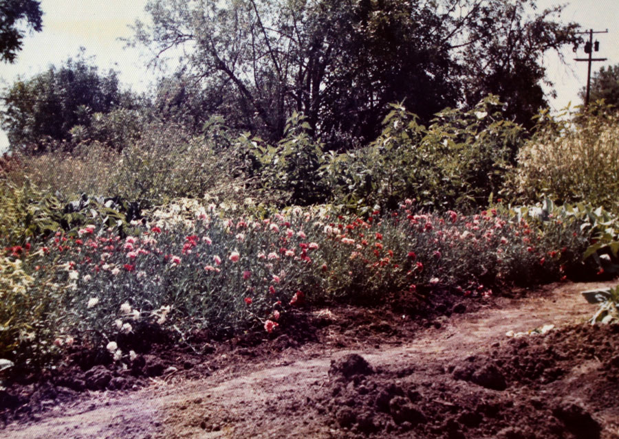 Carnations at the Covelo garden