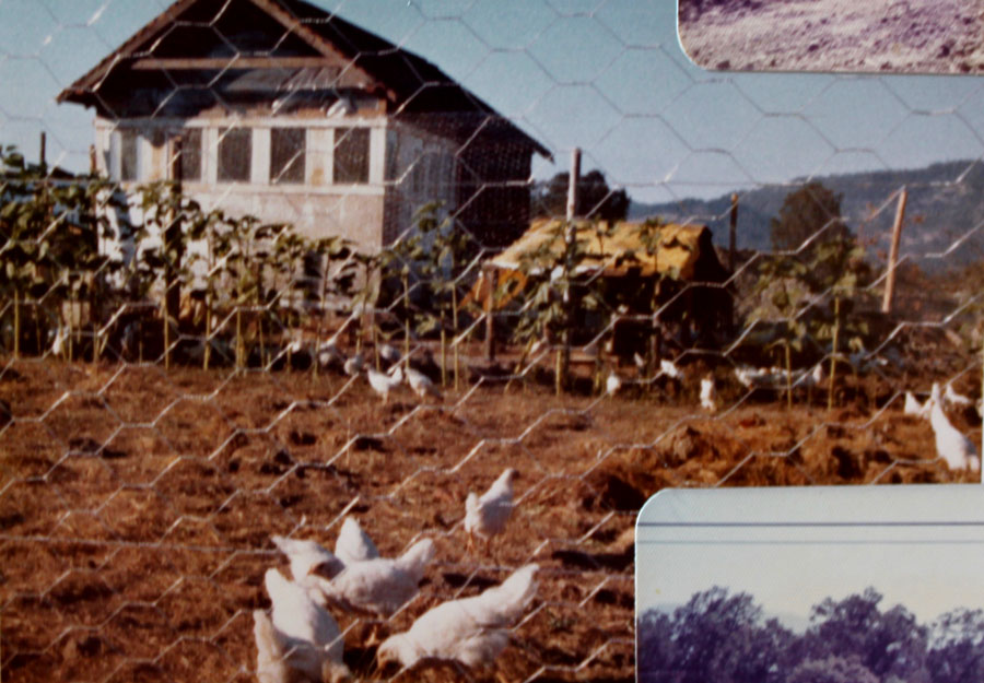 White Leghorn hens run free range at the Covelo garden of Alan Chadwick