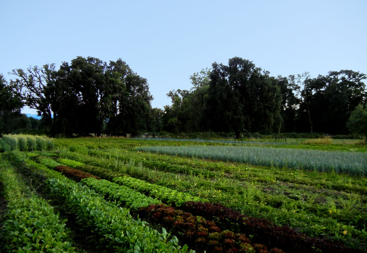 Live Power Community Farm 2012